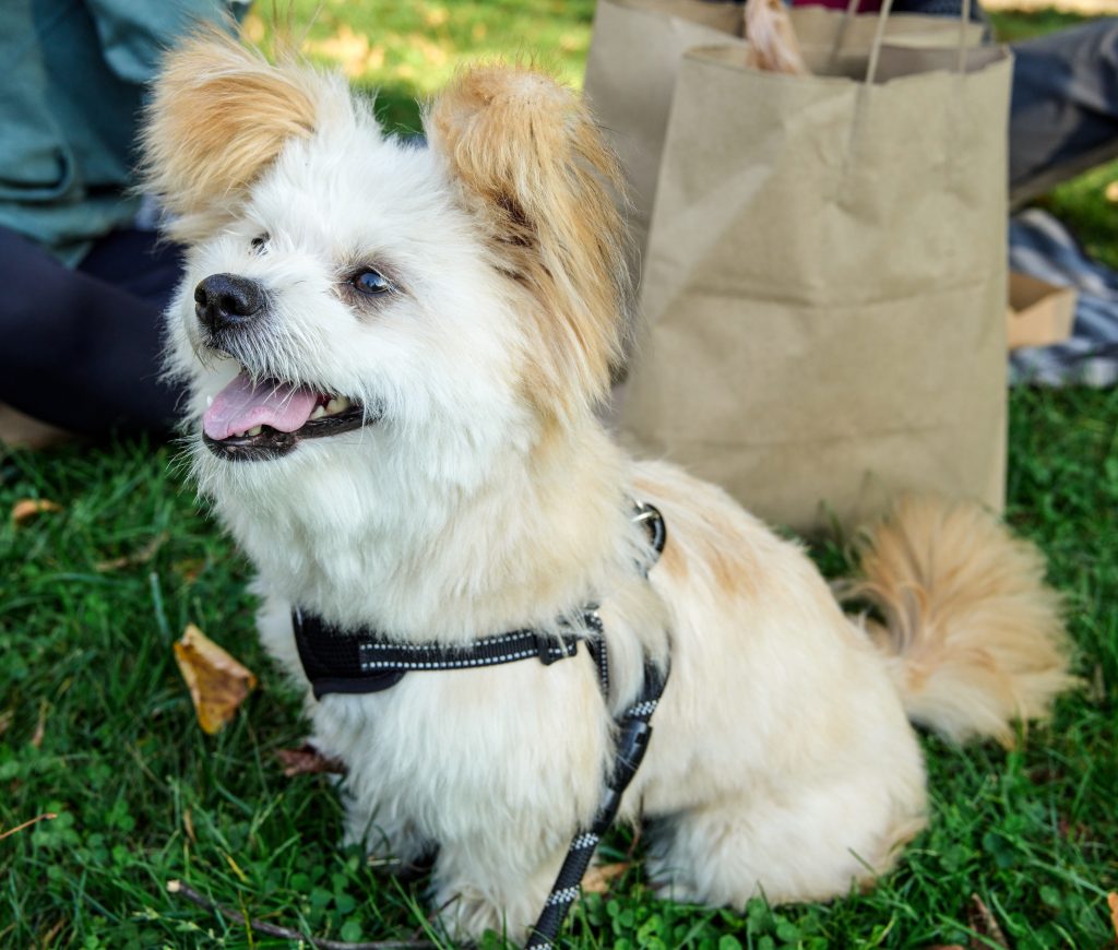 Buddy in Park-cropped | Liu Group